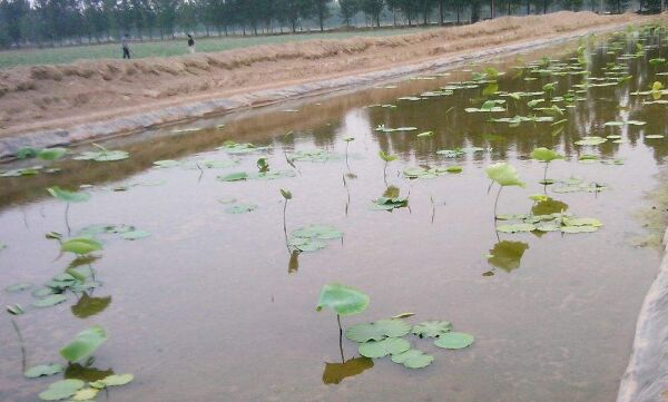 ɏź������Ĥ�aƷ����